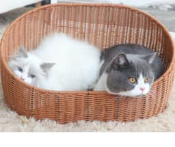 Kelly Round Pet House - Brown